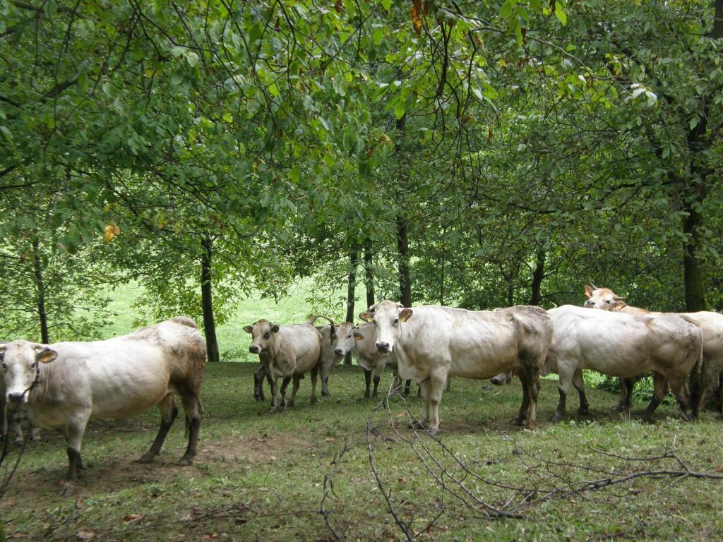 Agriturismo La Meridiana Frabosa Sottana Luaran gambar